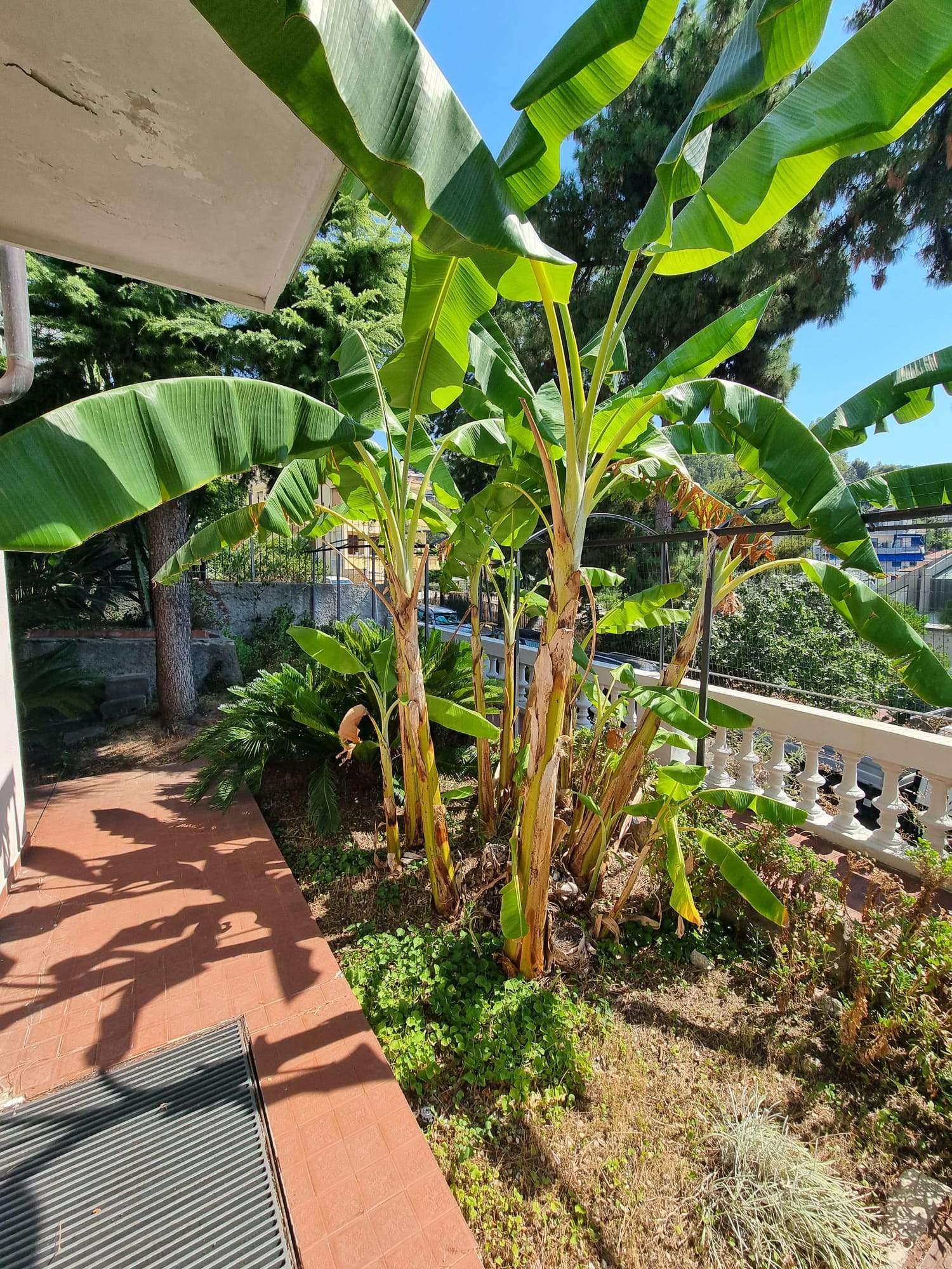 Ospedaletti, zona centrale, Appartamento 211 m² con giardino, box e cantina